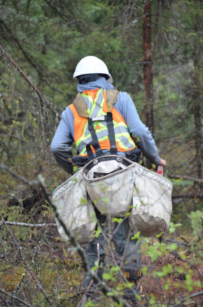 Into the wild Tree planting in northern Ontario Workplace Safety North